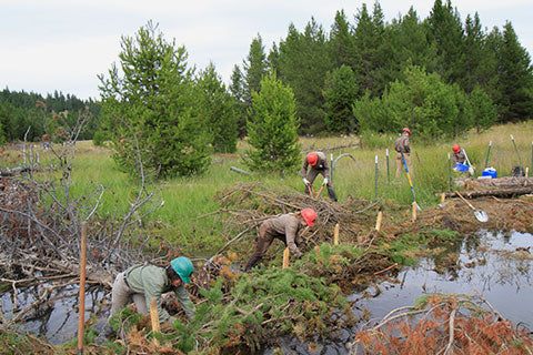 Trout Unlimited's Headwater Hand Crew Initiative